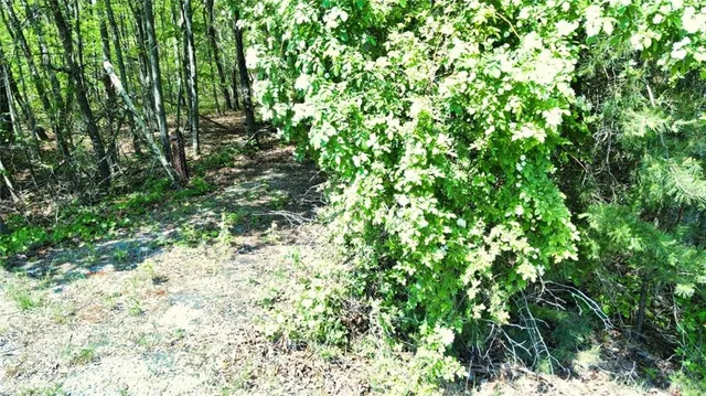 a view of a yard with plants