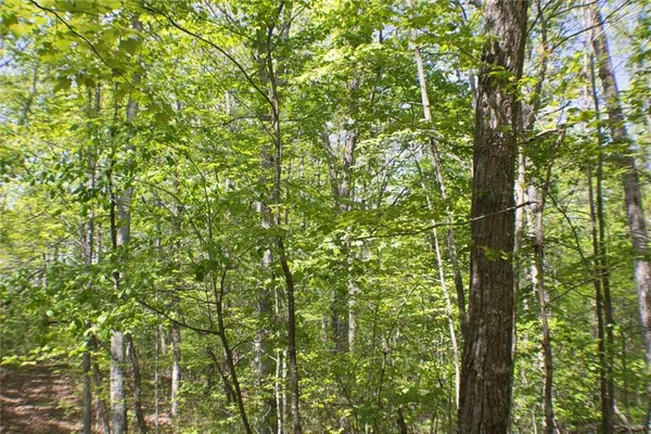 a view of a lush green forest with lots of trees