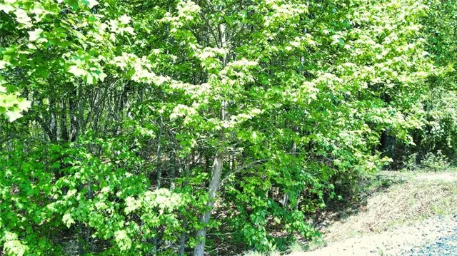 a view of a lush green space