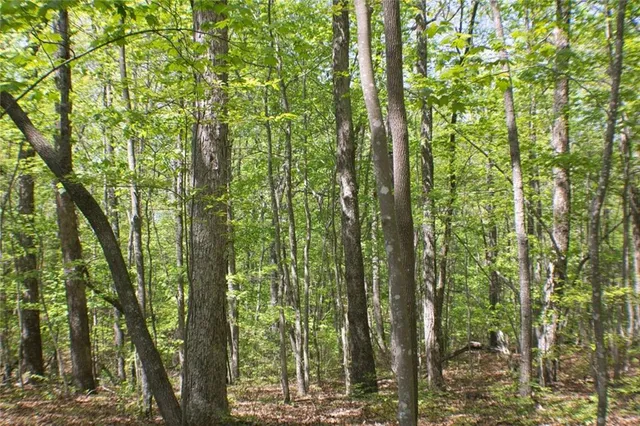 a close up of a tree