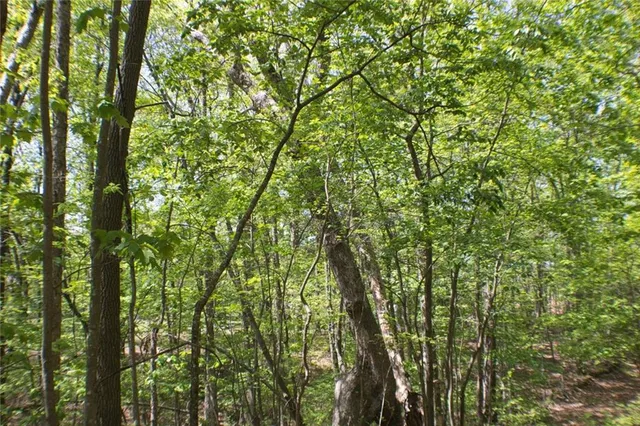 a close up of a tree