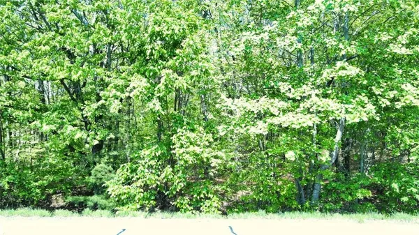 a view of a yard with plants