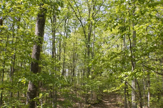 a view of a yard with plants