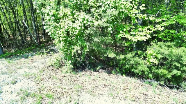 a close up of a plant in a garden
