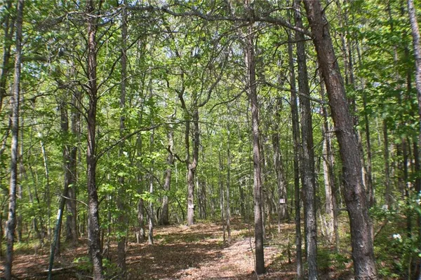 a view of forest
