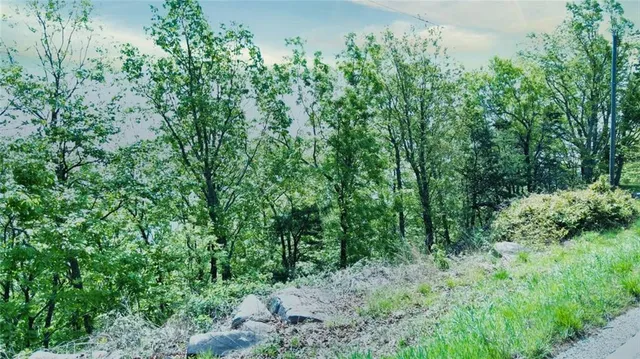a view of a lush green forest with lots of trees