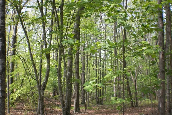 a view of forest
