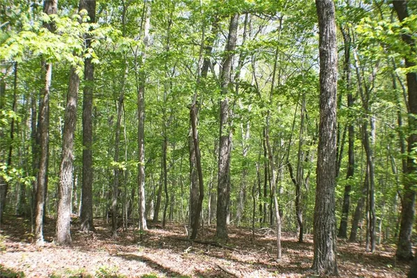 a view of a forest with lots of trees
