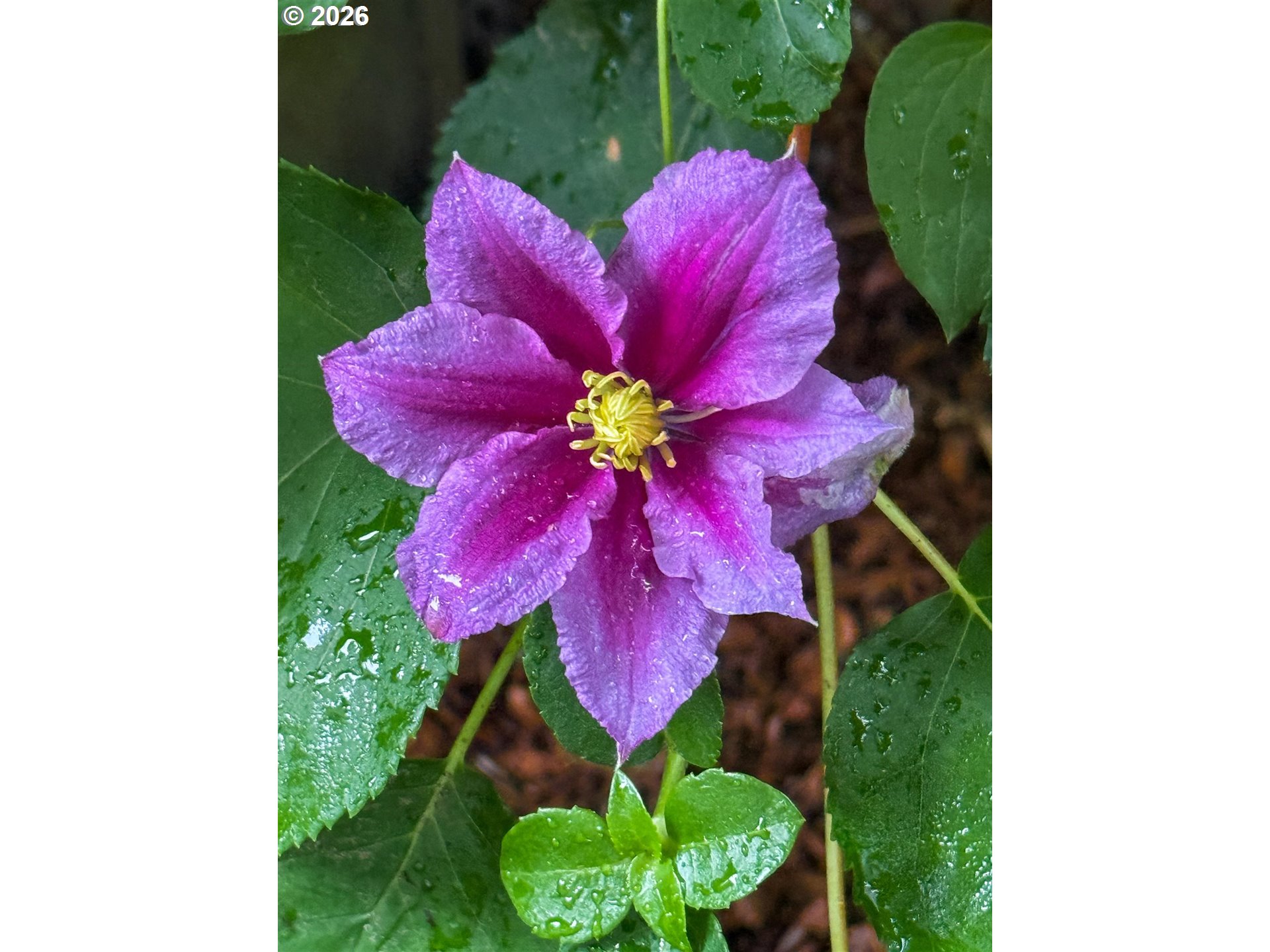 16073 Southeast Pinot Road Milwaukie, OR 97267 - Photo 37 of 44 a view of a flower in a garden