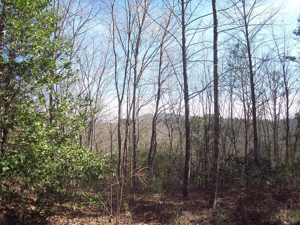 5 Long Branch Road Marble, NC 28905 - Photo 1 of 23 Main View