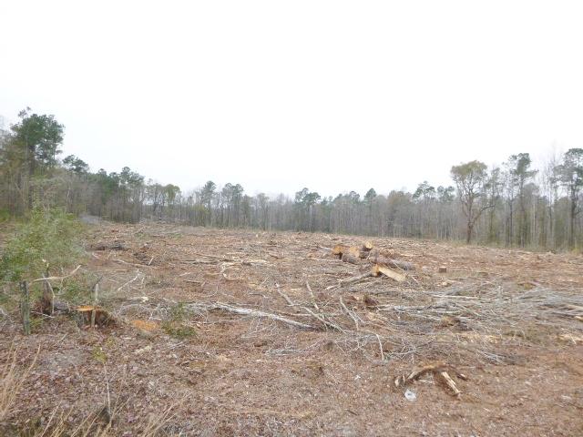 3 B Old Gilliard Road Ridgeville, SC 29472 - Photo 3 of 4 Lot 0 Old Gilliard Rd (3)