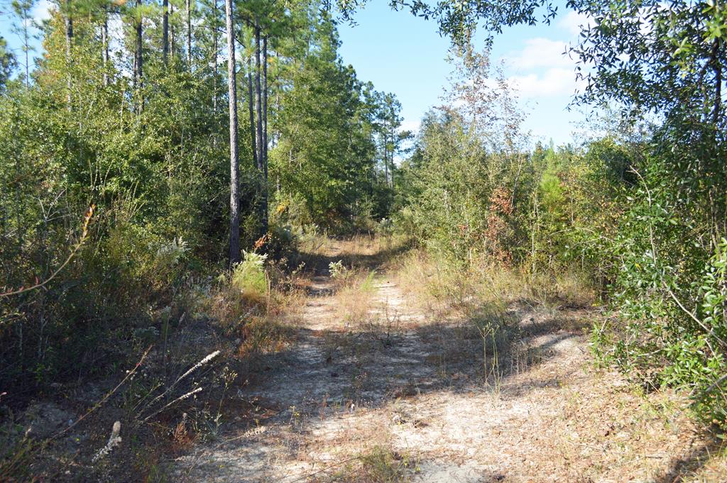0 Greenhouse Road Gordon, AL 36343 - Photo 22 of 38