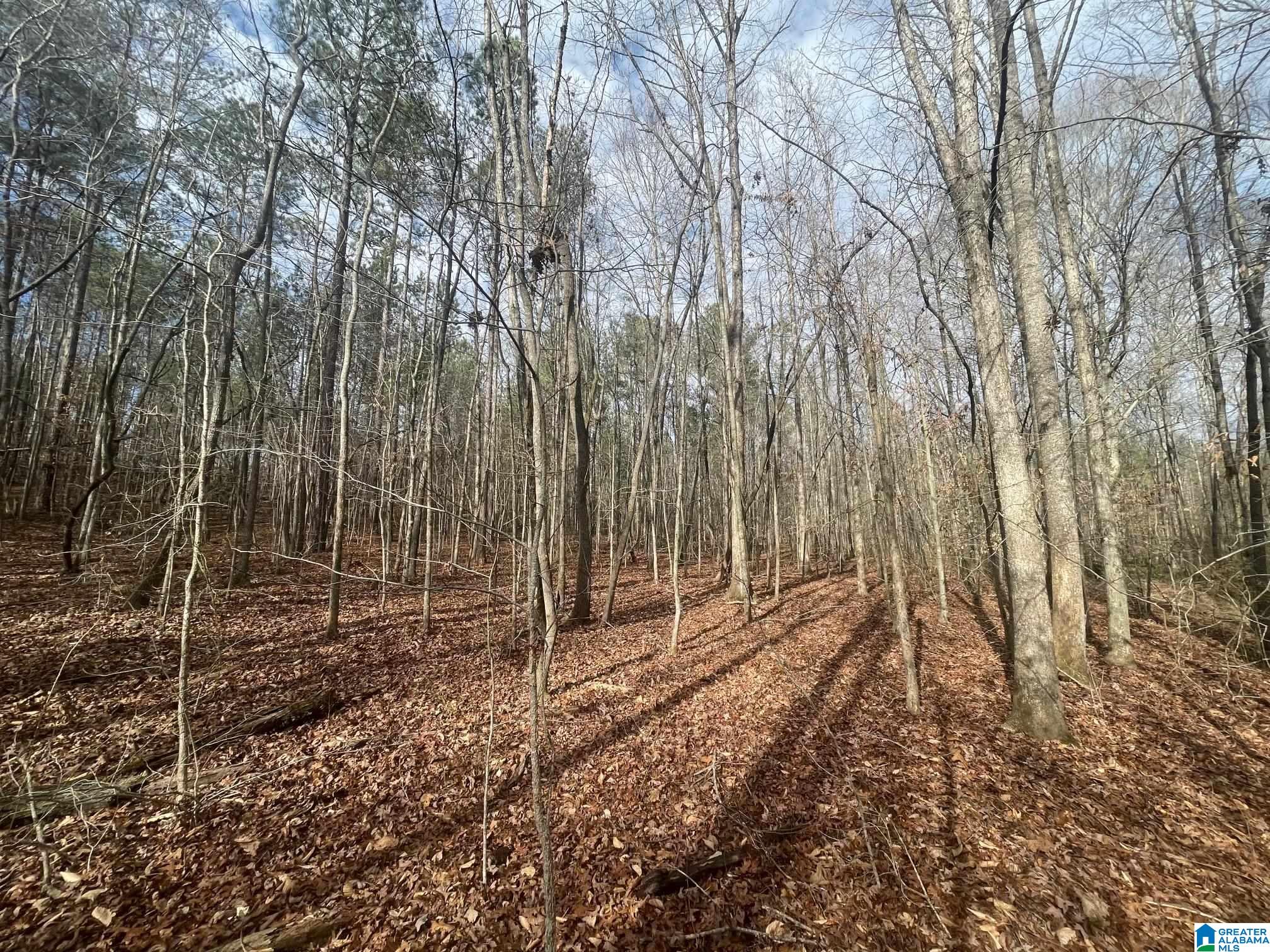 0 County Road 689, Unit 1 Ranburne, AL 36273 - Photo 10 of 69