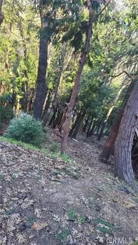 a backyard of a house with lots of trees
