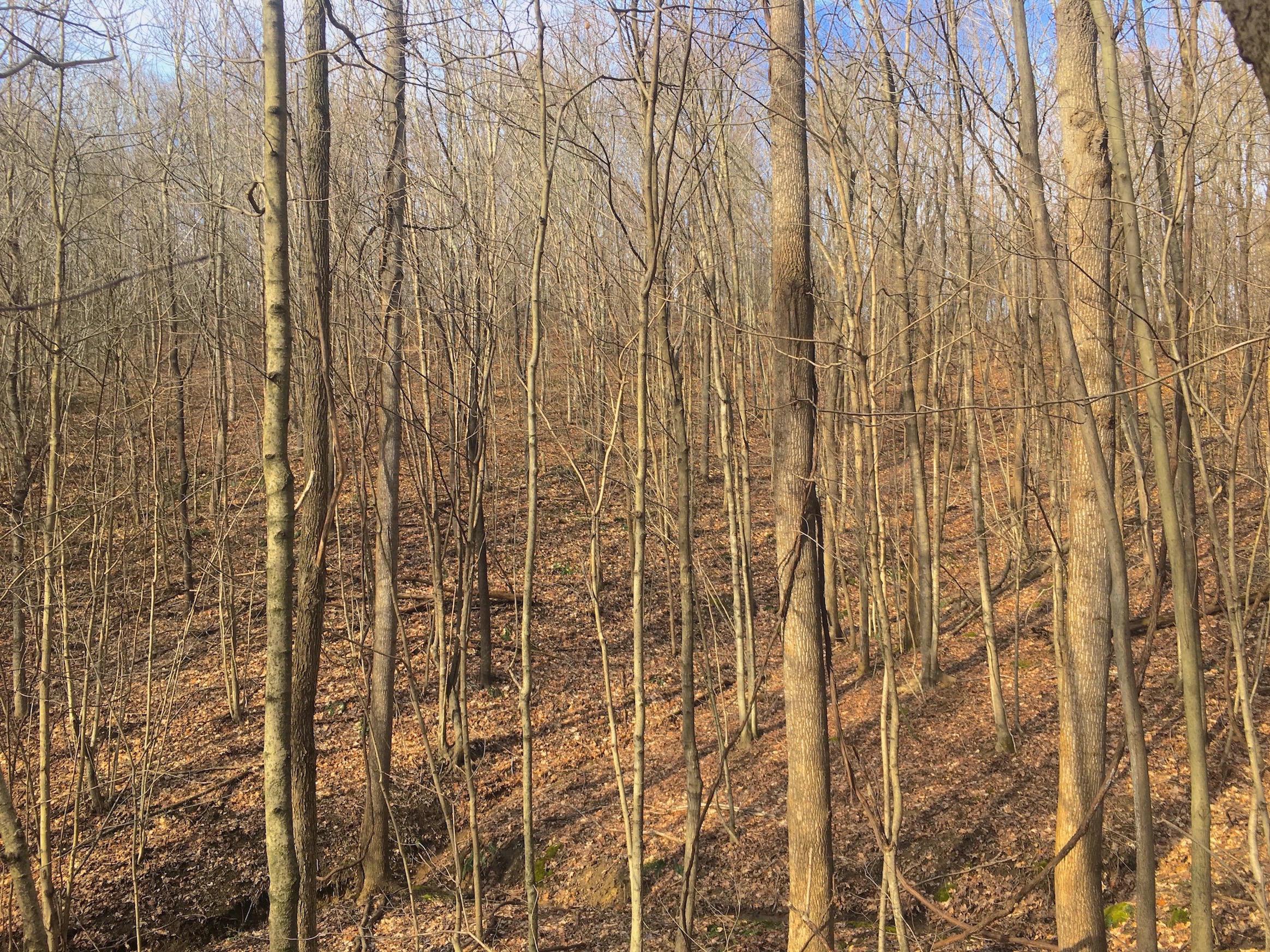 0 Vega Road Jackson, OH 45640 - Photo 39 of 45 Gallery Image 39