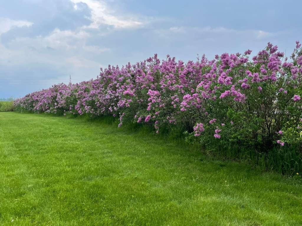16063 County Highway Tracy, MN 56175 - Photo 40 of 55