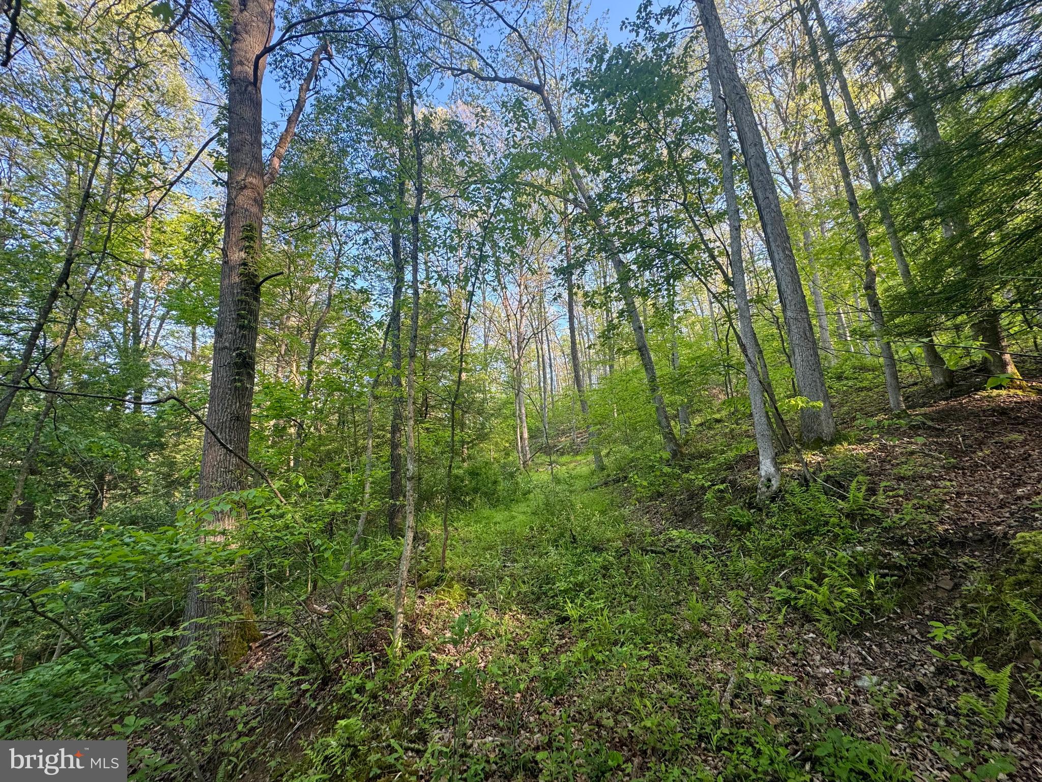 John Orr Road Independence, WV 26374 - Photo 11 of 37