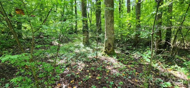 a view of a lush green forest