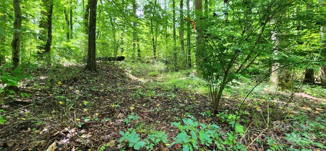 a view of a lush green forest