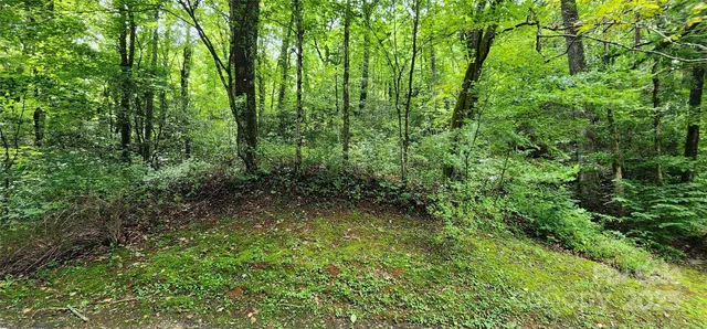 a view of a lush green forest