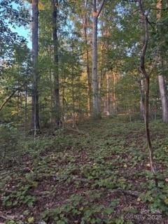 1770 London Road Mooresville, NC 28115 - Photo 11 of 12 a view of a forest