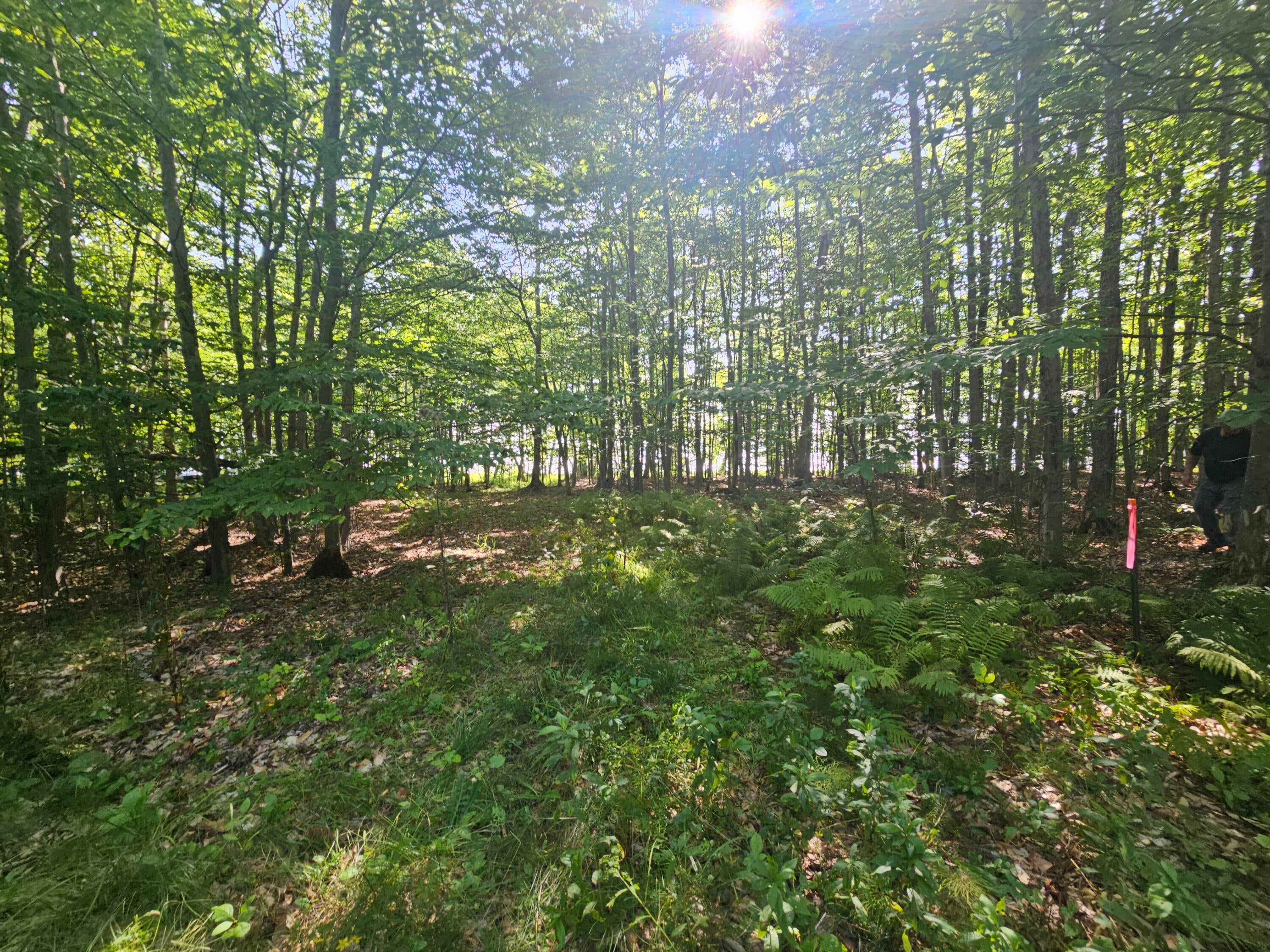 0 Sherman Road Germfask, MI 49836 - Photo 8 of 16 Gallery Image 8