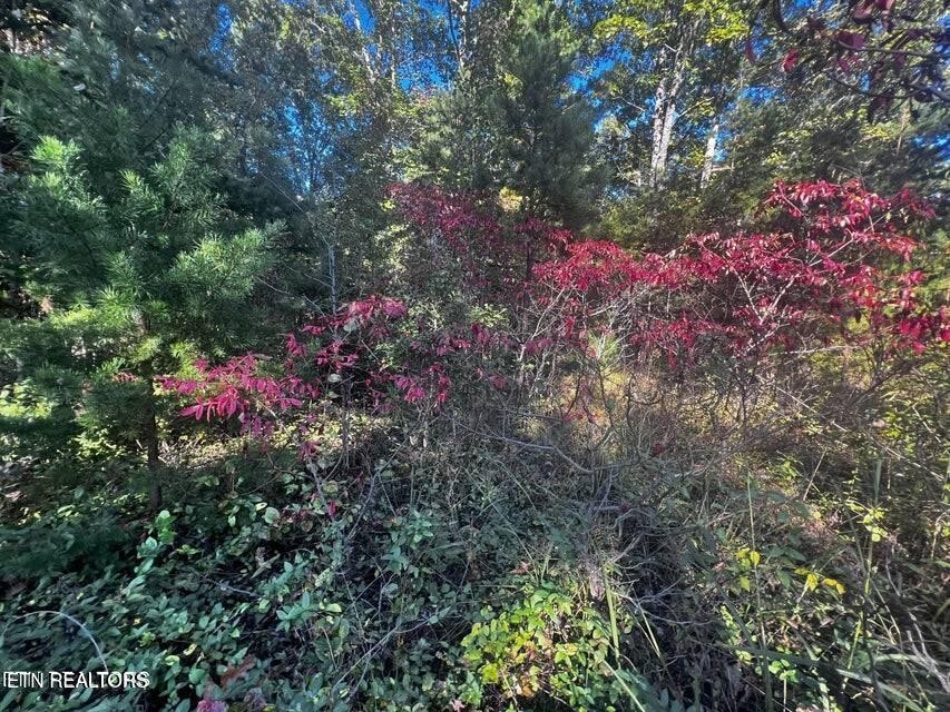 0 Falling Leaf Road Jamestown, TN 38556 - Photo 20 of 35 Gallery Image 20