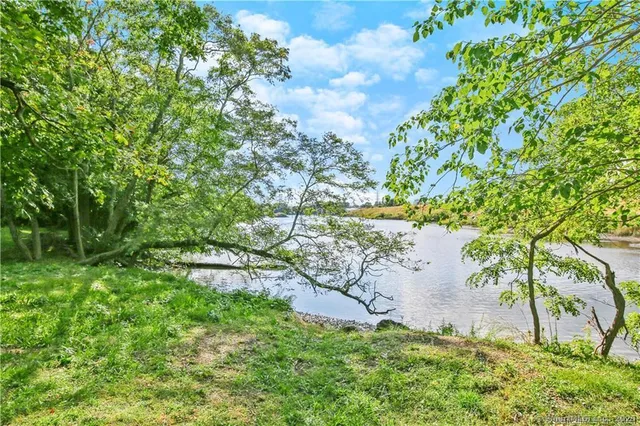a view of a backyard with small plants and large trees