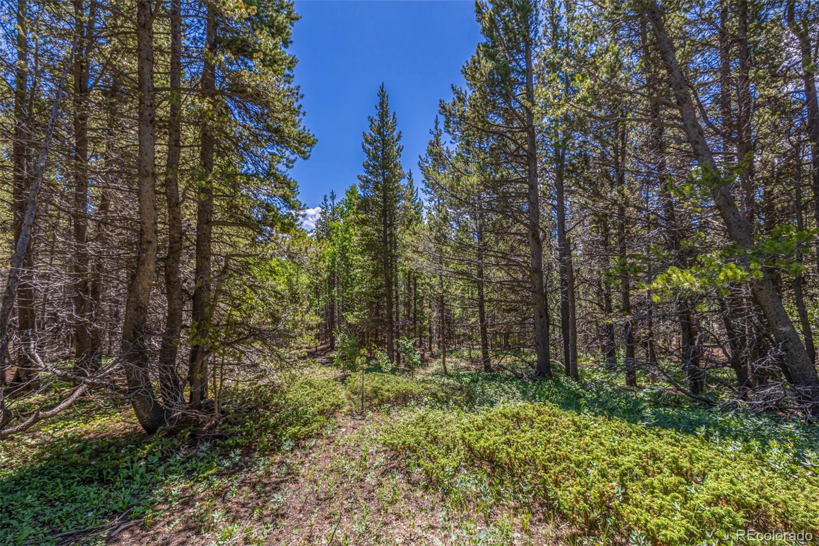 Lot 652 Alice Road Idaho Springs, CO 80452 - Photo 6 of 31 Gallery Image 6