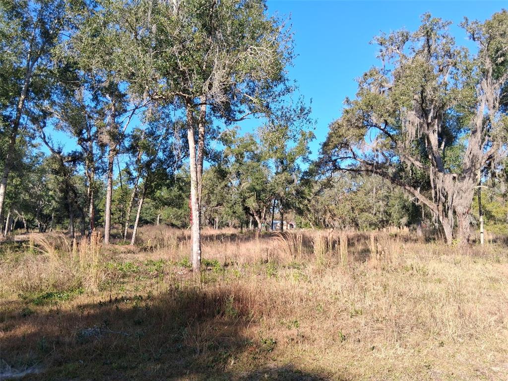 0 Long Circle Webster, FL 33597 - Photo 3 of 7 a backyard of a house with lots of green space