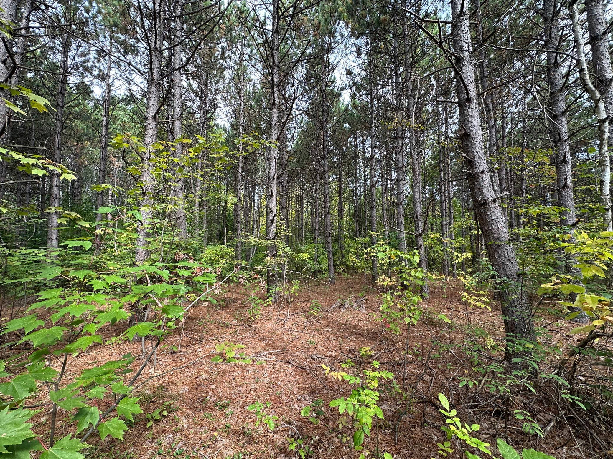 Tbd West Fork Road Sandstone, MN 55072 - Photo 2 of 16 Gallery Image 2