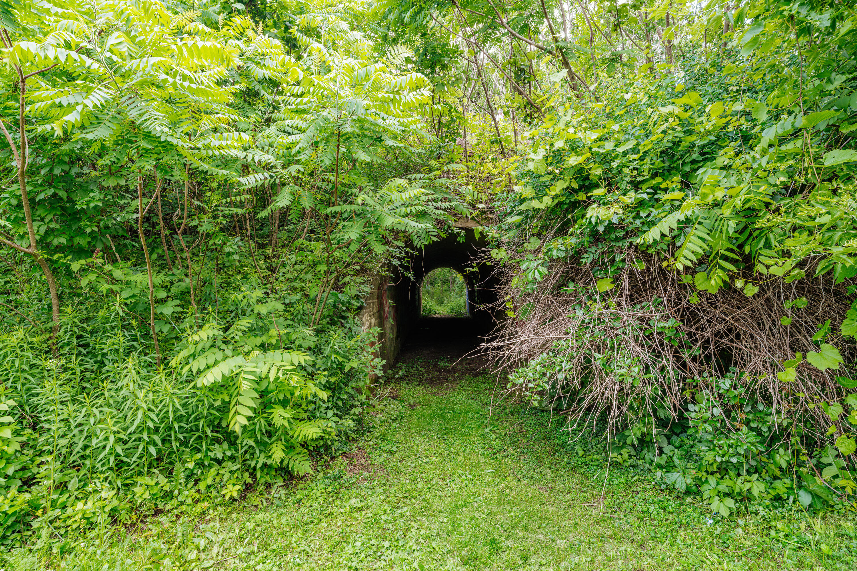 1538 3rd Street Delafield, WI 53018 - Photo 37 of 50 Tunnel to woods