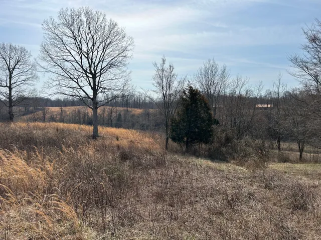 a view of a dry yard