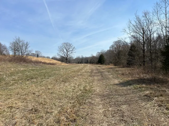 a view of a dry yard with trees