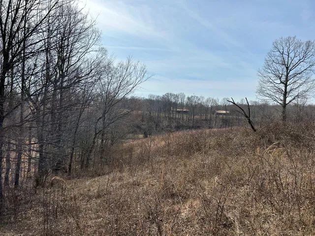 a view of a dry yard with large trees