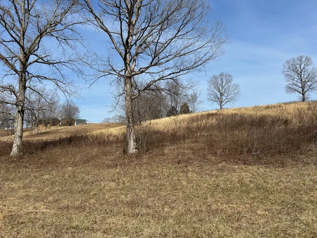 a view of a dry yard with trees