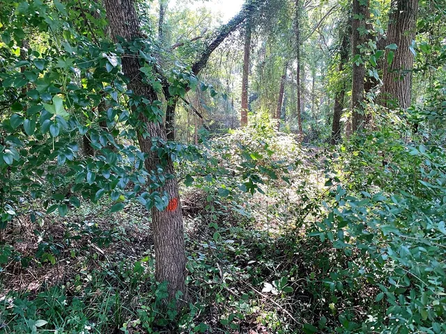 a close up of a tree