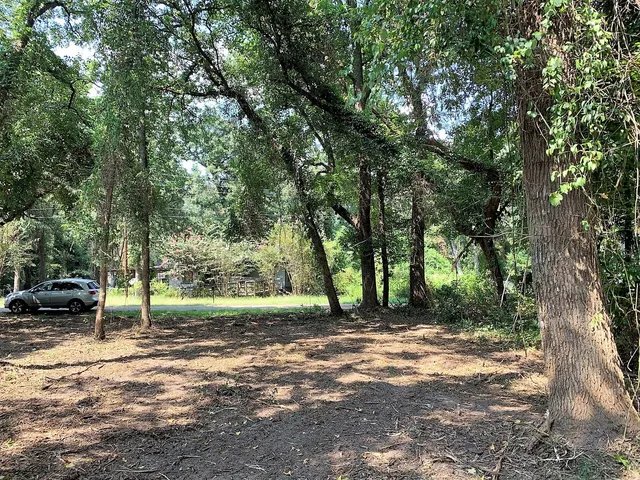 a view of a tree in the middle of a yard