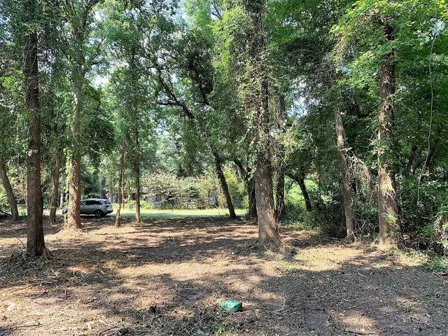 a view of a tree in the middle of a yard