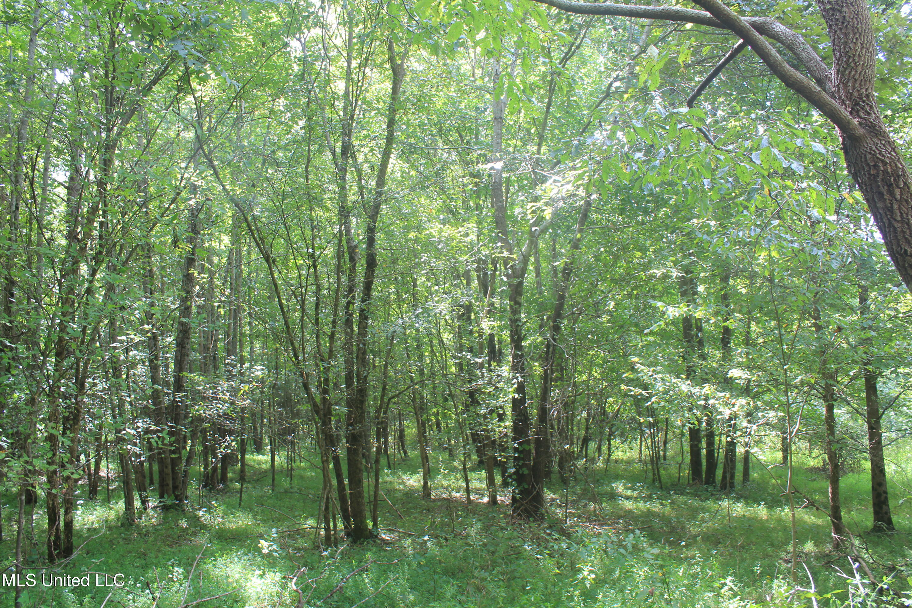 0 Coleman Road Holly Springs, MS 38635 - Photo 24 of 24 IMG_7206