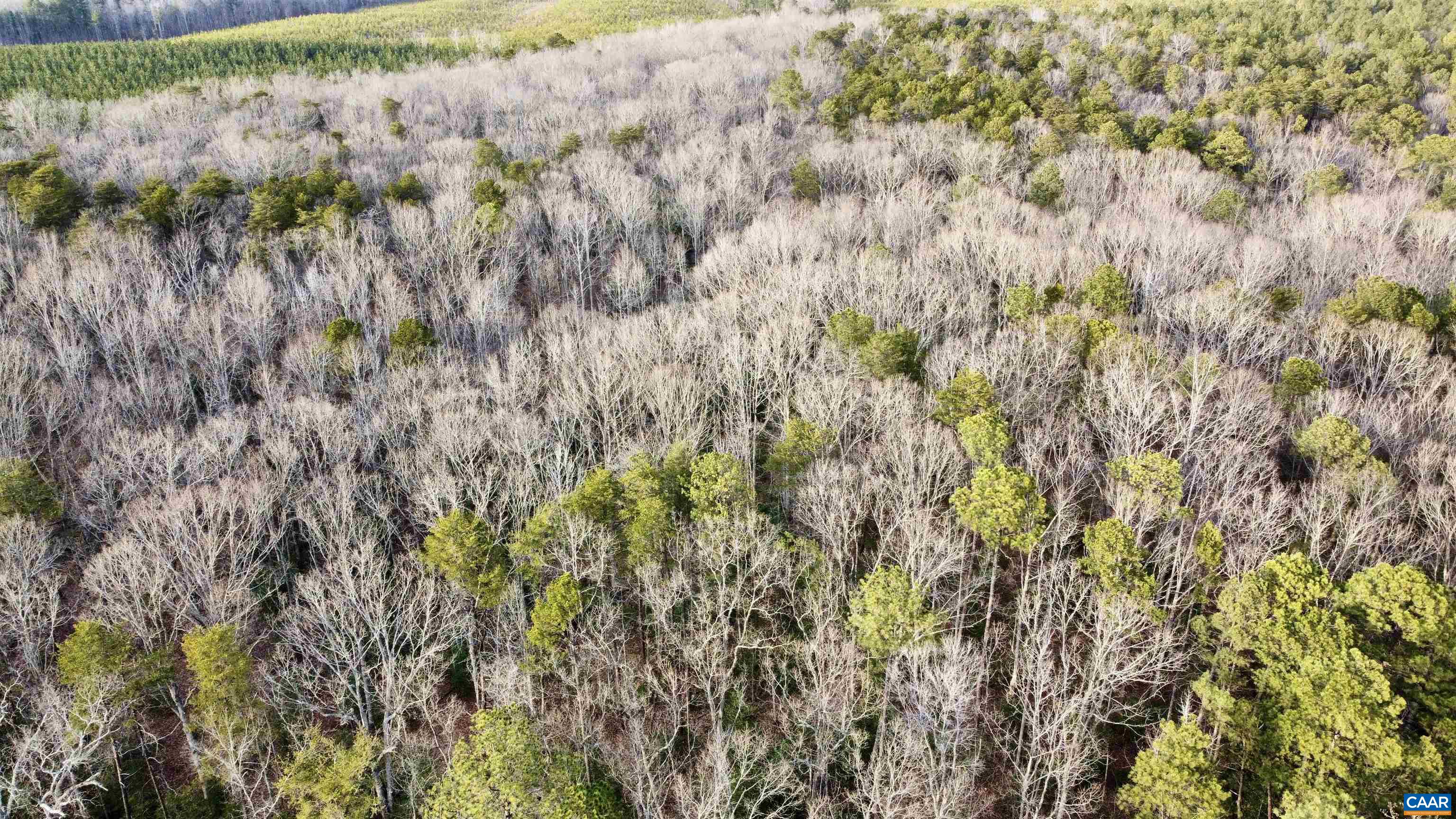 20602 Beaver Dam Road Beaverdam, VA 23015 - Photo 14 of 24 a view of a bunch of trees
