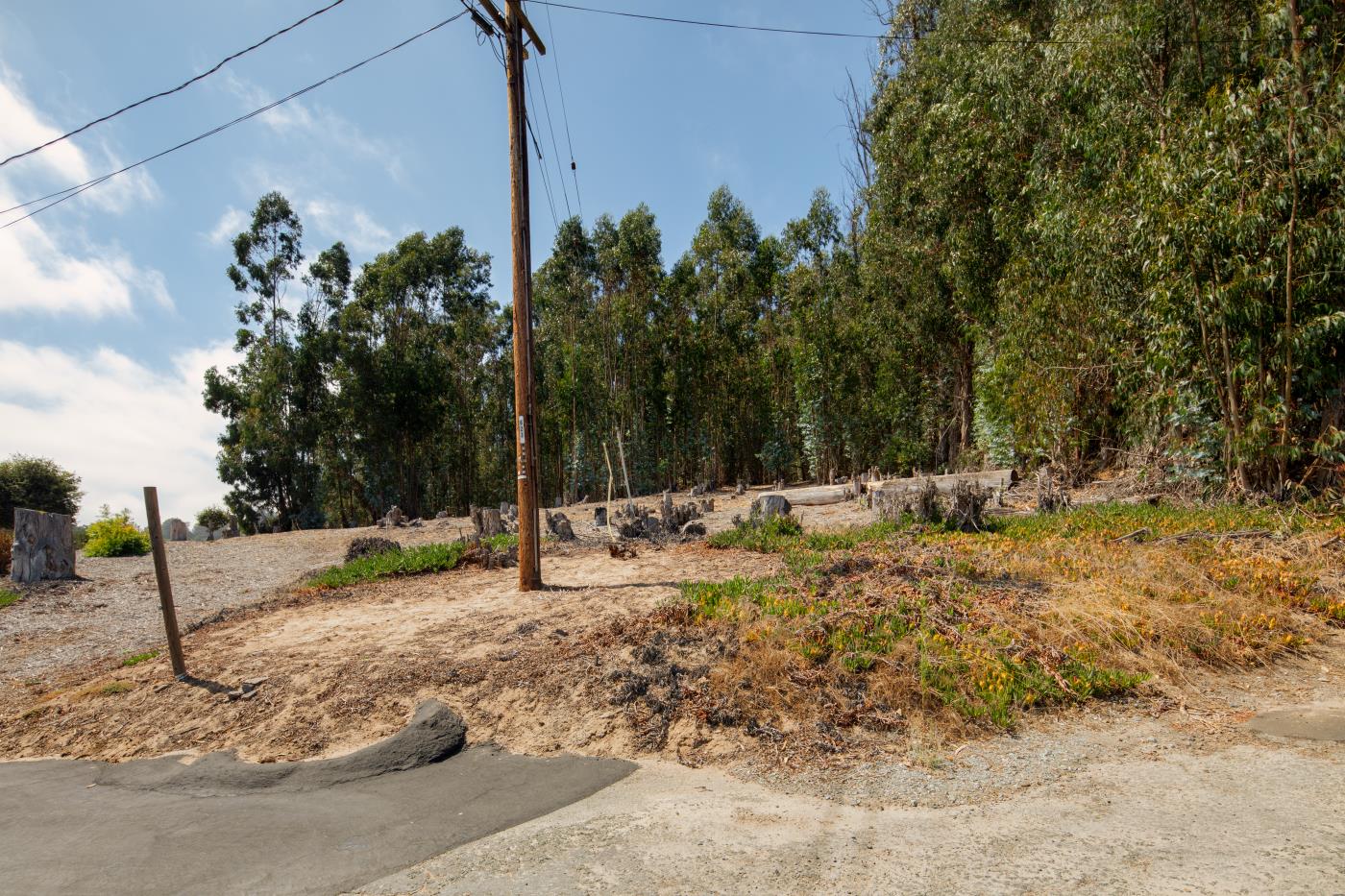 7600 Pine Tree Way Salinas, CA 93907 - Photo 2 of 43 a view of a yard with trees