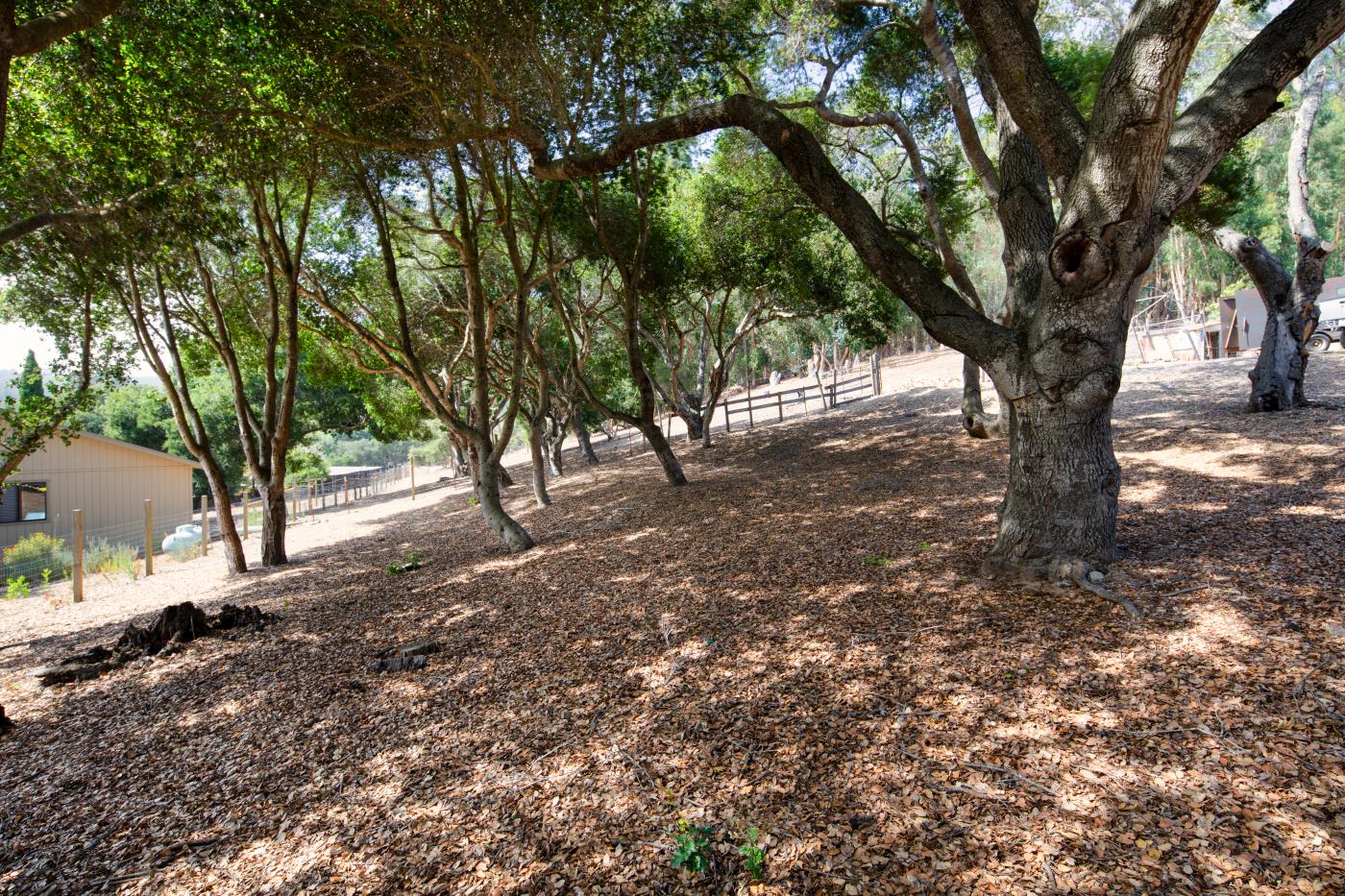 7600 Pine Tree Way Salinas, CA 93907 - Photo 25 of 43 a view of a tree in the middle of a yard