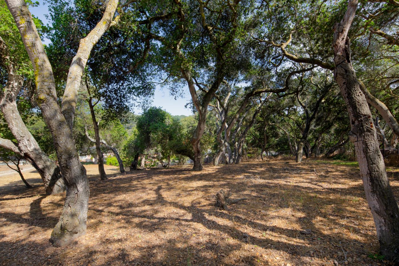 7600 Pine Tree Way Salinas, CA 93907 - Photo 27 of 43 a view of outdoor space with trees