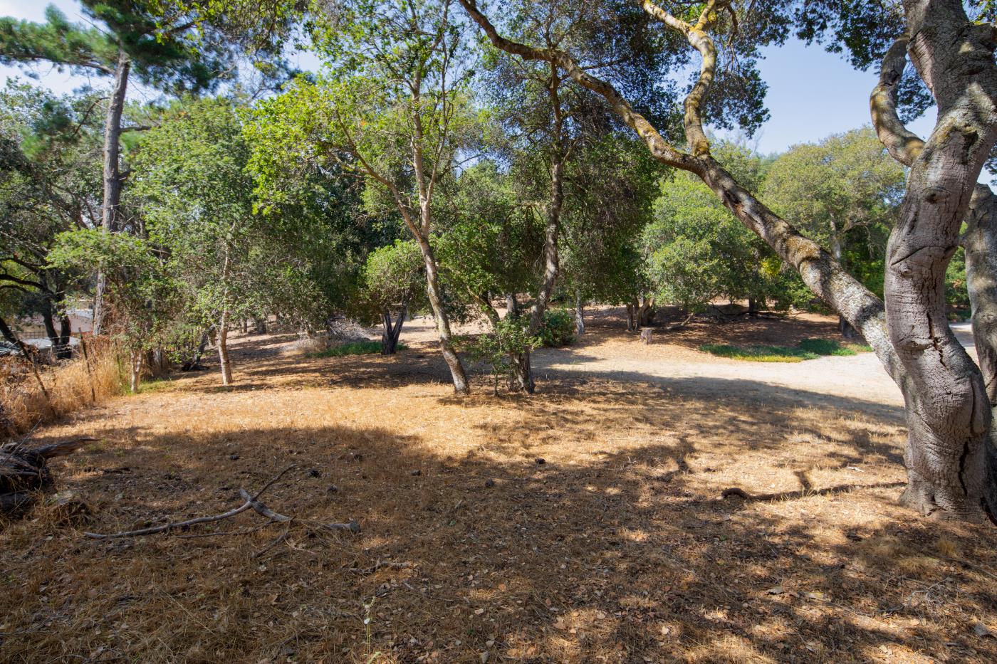 7600 Pine Tree Way Salinas, CA 93907 - Photo 28 of 43 a view of a tree with a yard