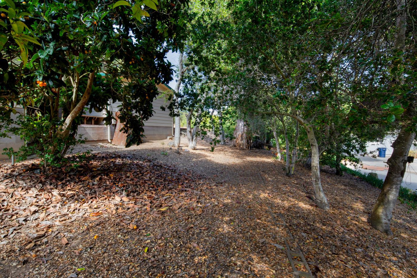 7600 Pine Tree Way Salinas, CA 93907 - Photo 30 of 43 a view of a tree in the middle of a forest