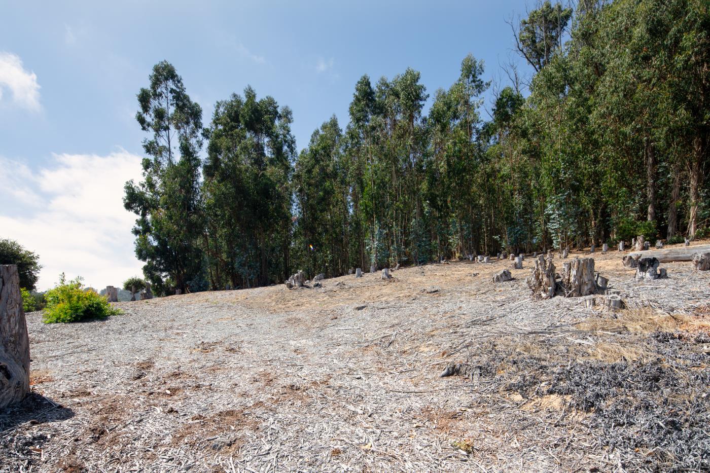 7600 Pine Tree Way Salinas, CA 93907 - Photo 3 of 43 a view of a yard with a tree