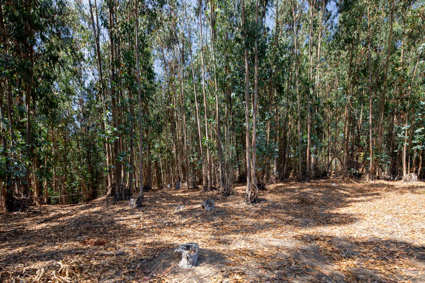 7600 Pine Tree Way Salinas, CA 93907 - Photo 5 of 43 a view of outdoor space with trees