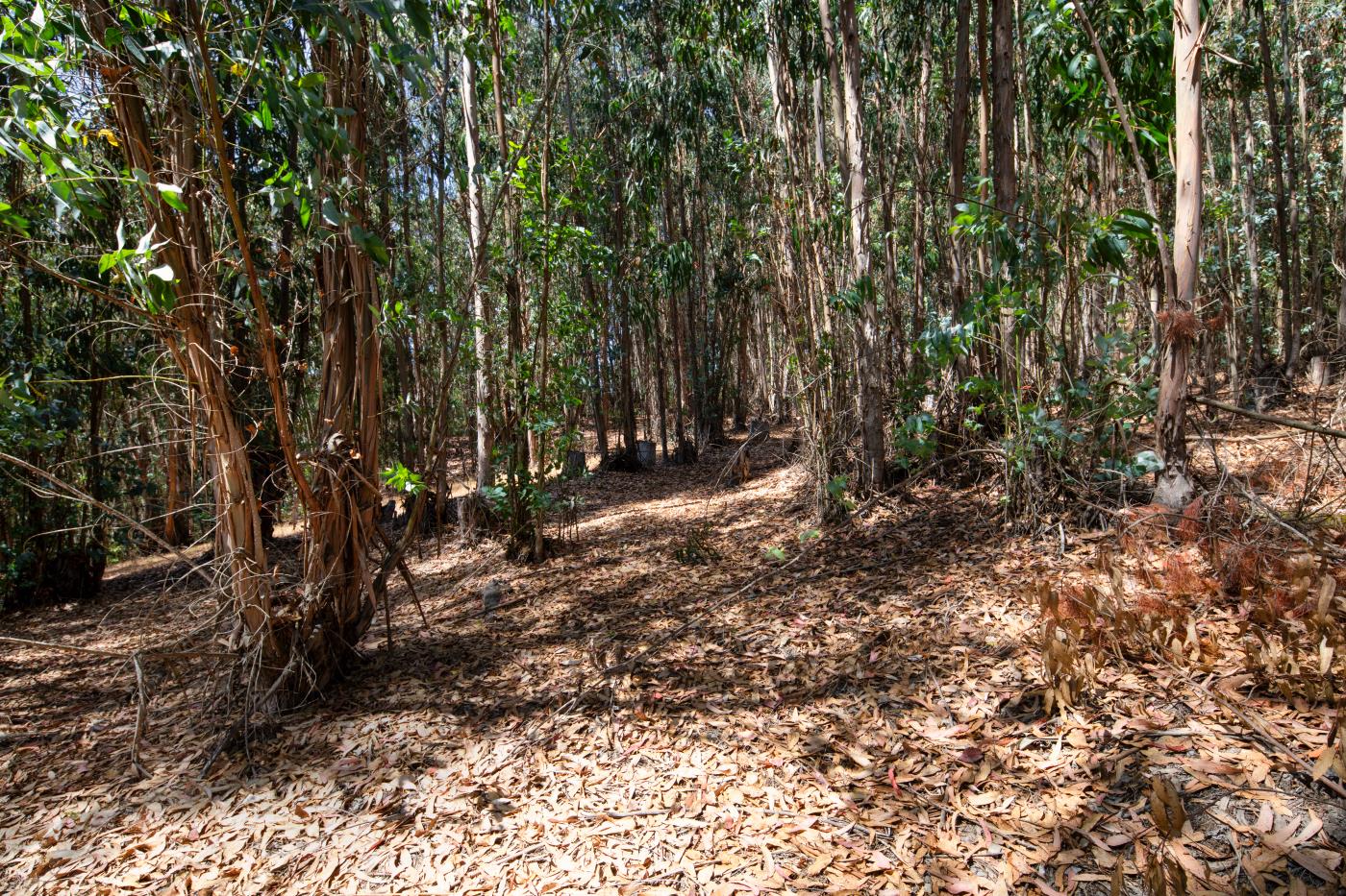7600 Pine Tree Way Salinas, CA 93907 - Photo 7 of 43 a view of outdoor space and trees