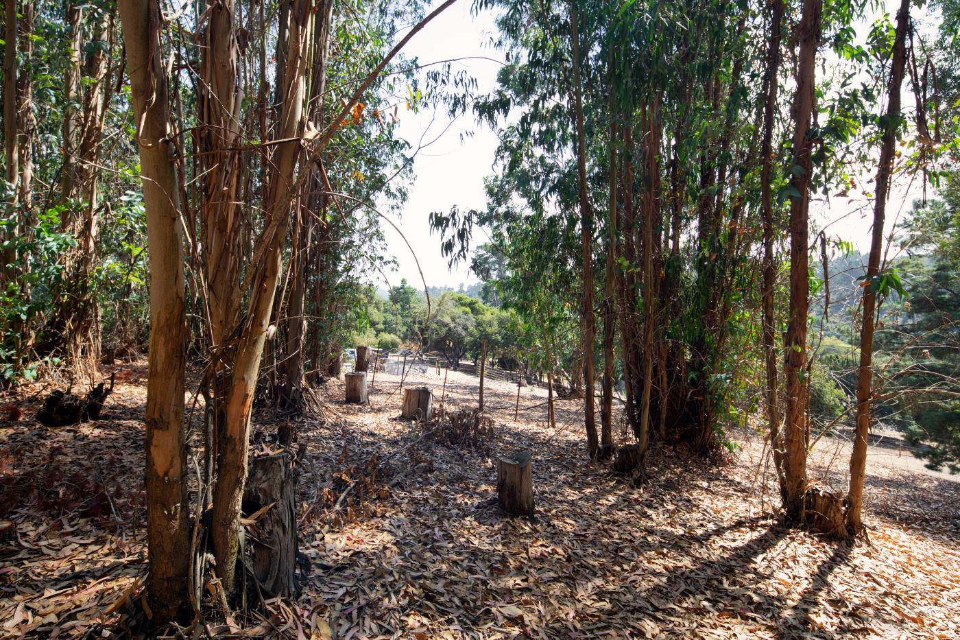 7600 Pine Tree Way Salinas, CA 93907 - Photo 8 of 43 a view of forest